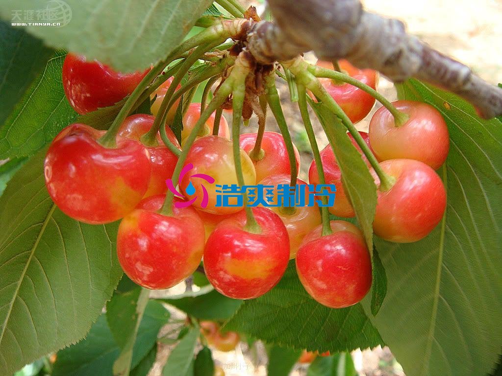 浩爽制冷，氣調(diào)庫，普通冷藏庫